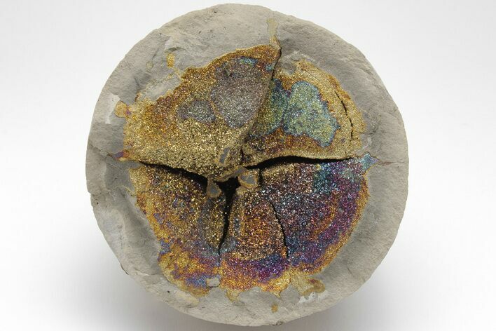 Iridescent, Rainbow-Pyrite Septarian Nodule - Russia #207240